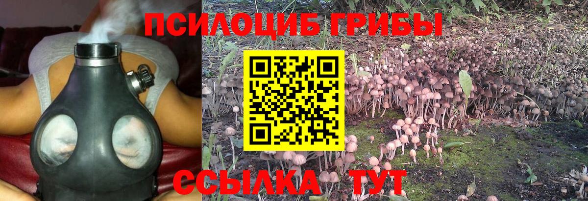 Псилоцибиновые грибы Cubensis  Вход с VPN  Кумертау 